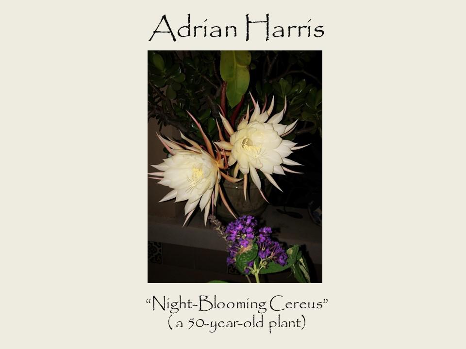 Adrian Harris - Night Blooming Cereus ( a 50-year-old plant) photograph