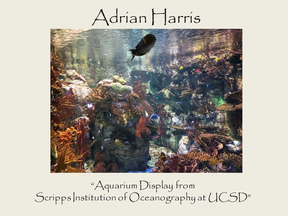 Adrian Harris - Aquarium Display from Scripps Institution of Oceanography at UCSD photograph