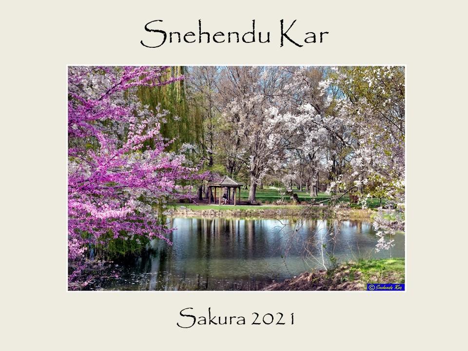 Snehendu Kar - Sakura 2021 photograph