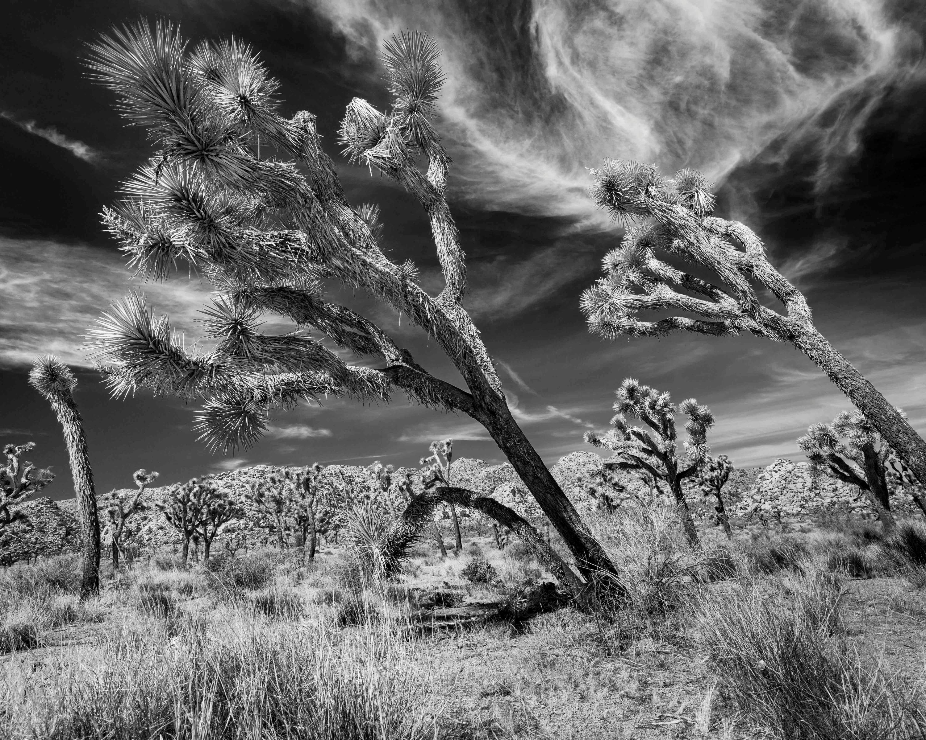 Featured Retiree Artist - Craig Schoenbaum 