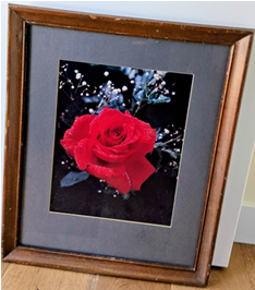 Framed photograph of a red rose