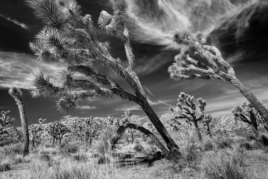 Featured Retiree Artist - Craig Schoenbaum 